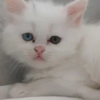 گربه پرشین برتیش لانگ هیر