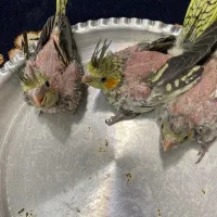 جوجه عروس هلندی  آماده دستی شدن|پرنده|شاهرود, |دیوار