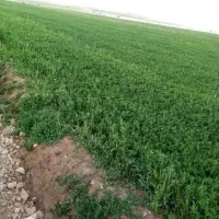 ۴ خروار یونجه چین سوم
