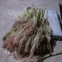 چهارنیسان جاروشهری تازه چیده شده|لوازم نظافت|خرم‌آباد, |دیوار