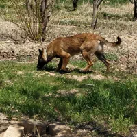 واگذاری سگ مالینویز|سگ|دورود, |دیوار