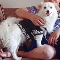 سگ پا کوتاه