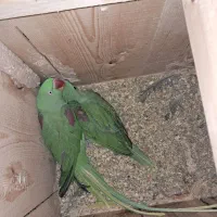 شاهطوطی.گرینچیک.کبوتر.کفتر