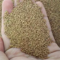 فروش بذر یونجه