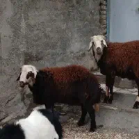 باسلام قوچ افشار اصل  ۵ ماه