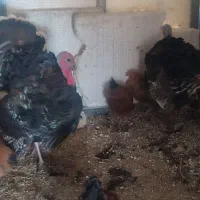 فروش بوقلمون محلی ارگانیک|حیوانات مزرعه|شیراز, محمدیه|دیوار