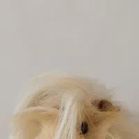 خوکچه هندی خانگی|موش و خرگوش|مرند, |دیوار