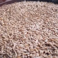 جو دارم با کبوتر معاوضه میکنم