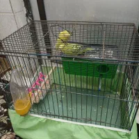 یک جفت مرغ عشق