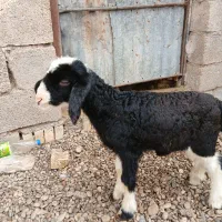بره ماده ۰