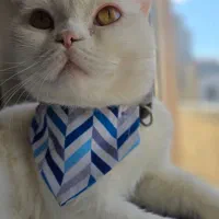 واگزاری گربه اسکاتیش