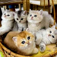 تعدادی گربه ملوس/واکسن زده/با تایید سلامت واصالت