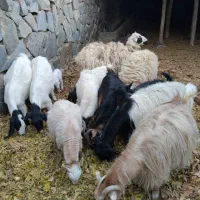 11عدد بز قیمت مفت