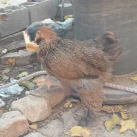 نیمچه و مرغ برهما پاتریچ و بلک|حیوانات مزرعه|تربت جام, جامی|دیوار