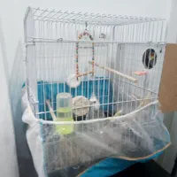 دو تا عروس هلندی ماده ونر|پرنده|شاندیز, |دیوار