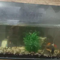 اکواریوم سالم