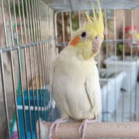 عروس هلندی / پرنده / عروس هلندی دانه خور