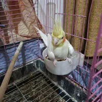 عروس هلندی نر جوان نژاد لوتینو|پرنده|نوشهر, |دیوار