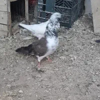 پرنده