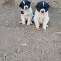 توله سگ قدرجونی