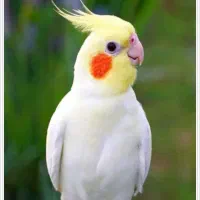 عروس هلندی گمشده