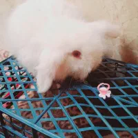 بچه خرگوش لوپ سفید چشم قرمز