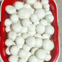 قارچ دکمه ای،درجه یک