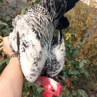 مرغ خروس اصیل گردن لخت