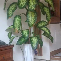 گل دیفن بزرگ دوتا پا جوش بزرگ