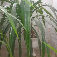 گل پاندانوس .دوقلو.یک ونیم متری