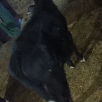 فروش گوساله|حیوانات مزرعه|بلبان آباد, |دیوار