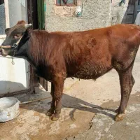 گاو