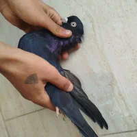 یه جفت ذاغ نرو ماده درجه یک به شرط