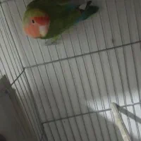 دوجفت کوتوله|پرنده|گرگان, |دیوار