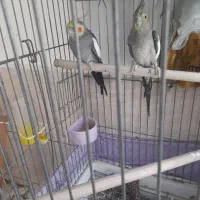 معاوضه عروس هلندی با قناری