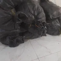 سیب زمینی حیوانی تمیز