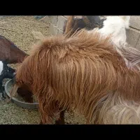 چپشت بزرگ فروشی