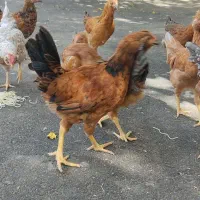 ۷عددخروس چهل تاج (گلین و چهل تاج)|حیوانات مزرعه|تهران, یاخجی آباد|دیوار