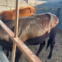 تخک قصابی