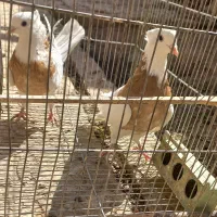 طوق زرد پلاکی