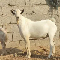 نری دورگ سومال داشتی و گوشتی|حیوانات مزرعه|بندر دیر, |دیوار