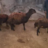 ورن.  قوچ.  تمیز. س