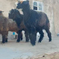 فروش ۴ راس شیشک میش داشتی و ۱ بره قوچ|حیوانات مزرعه|فیروزآباد (فارس), |دیوار