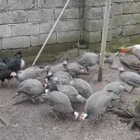 مرغ شاخدار|حیوانات مزرعه|حویق, |دیوار