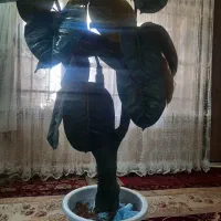 درختچه مصنوعی