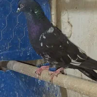 پاکستانی   غریب گیری  خارجی انگلیسی