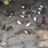 کبوتر تکپر آس معاوضه با سگ گله‌ای|پرنده|کلاله, |دیوار
