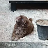 شیتزو چشم آبی بازیگوش پر انرژی خیلی باهوش|سگ|کرج, مصباح|دیوار