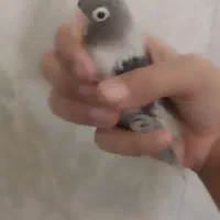 کوتوله فیشر رنگ خاص