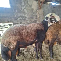 قوچ و توقلی|حیوانات مزرعه|بندر ترکمن, |دیوار